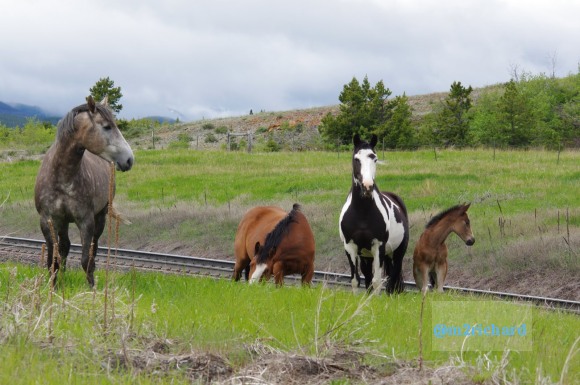 Wild Horses in northwest Montana/Montana-hwy-2 099.JPG