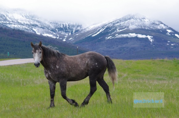 Wild Horses in northwest Montana/Montana-hwy-2 100.JPG