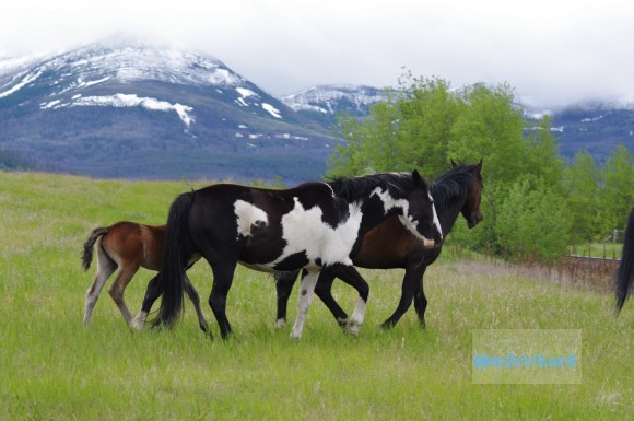 Wild Horses in northwest Montana/Montana-hwy-2 101.JPG