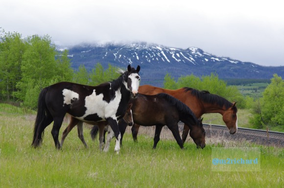 Wild Horses in northwest Montana/Montana-hwy-2 102.JPG