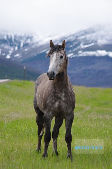 Wild Horses in northwest Montana/Montana-hwy-2 103.JPG