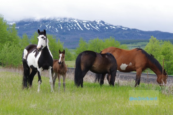 Wild Horses in northwest Montana/Montana-hwy-2 104.JPG