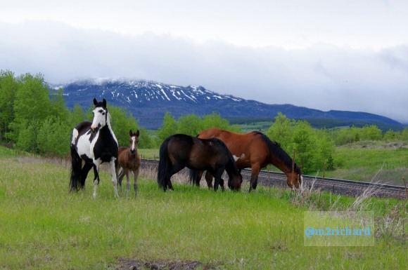 Wild Horses in northwest Montana/Montana-hwy-2 105.JPG