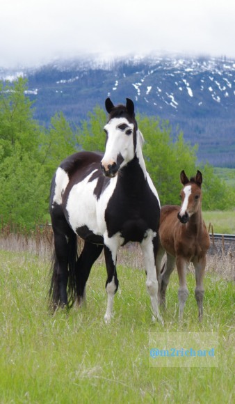 Wild Horses in northwest Montana/Montana-hwy-2 mom-colt.jpg